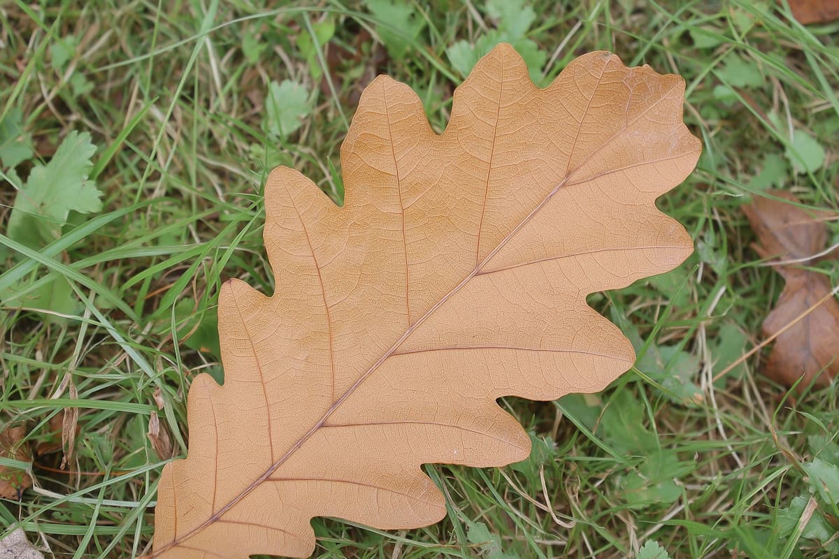 Spring and fall seasonal cleanup services in Austin, TX